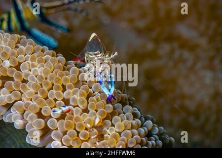 Hippolytidae ist eine Familie sauberer Garnelen, auch bekannt als gebrochene Garnelen oder Anemone Garnelen. Stockfoto