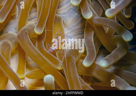 Hippolytidae ist eine Familie sauberer Garnelen, auch bekannt als gebrochene Garnelen oder Anemone Garnelen. Stockfoto