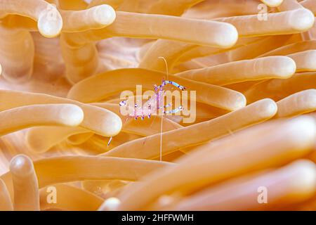 Hippolytidae ist eine Familie sauberer Garnelen, auch bekannt als gebrochene Garnelen oder Anemone Garnelen. Stockfoto