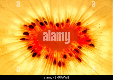 Rote Kiwi-Frucht-Beere in Herzform, makroreske Details Stockfoto