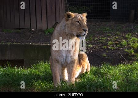 Löwin im Londoner Zoo, London, Großbritannien Stockfoto