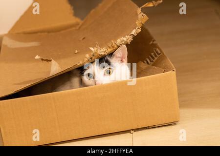 Hauskatze schaut aus einem Karton, Katze Lieblingsspielzeug Konzept Stockfoto