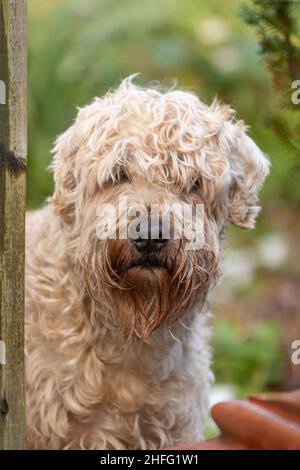 Weich beschichteter Wheaten Terrier guckt um ein Gartentor. Stockfoto