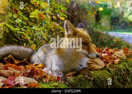 Junger Rotfuchs in natürlichem Lebensraum Stockfoto