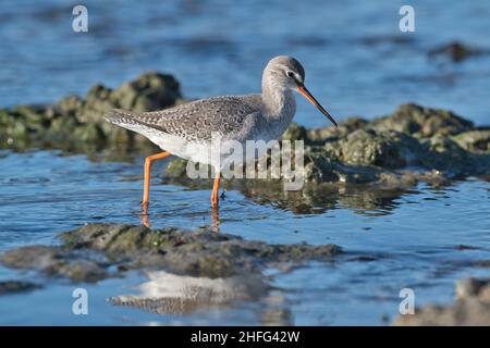 Gefleckte Rotschenkel (Tringa erythropus) im Wintergefieder Stockfoto