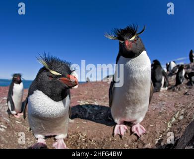 Rockhopper Pinguin Porträt, Patagonien Argentinien Stockfoto