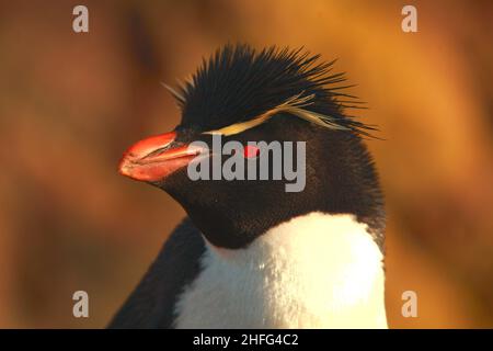 Rockhopper Pinguin Porträt, Patagonien Argentinien Stockfoto