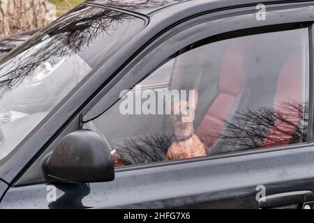 Kleiner niedlicher Hund mit großen Ohren der Chihuahua-Rasse ist im Auto und schaut durch das Fenster. Stockfoto