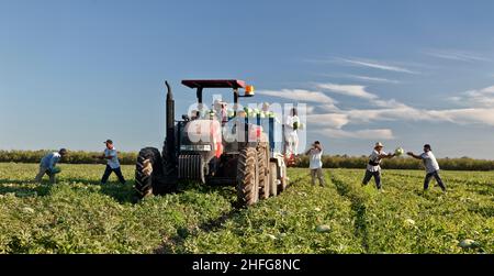 Wassermelonenernte, hispanische Arbeiter beladen Anhänger auf dem Feld, frühmorgendliches Licht, 'Citrullus lanatus', Kalifornien. Stockfoto