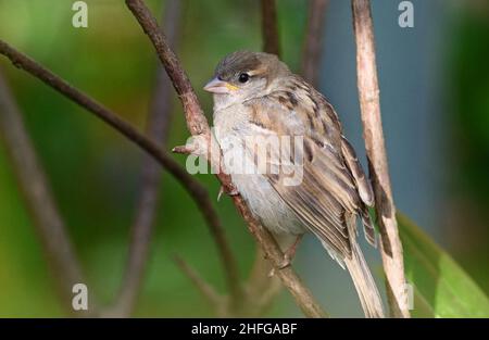 Berlin, Deutschland. 07th. Mai 2021. 07.05.2021, Berlin. In einer Hecke sitzt eine junge Haussperling (Passer domesticus). Quelle: Wolfram Steinberg/dpa Quelle: Wolfram Steinberg/dpa/Alamy Live News Stockfoto