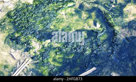 Stagnierendes und verfaultes Wasser im Agrarpark Delta del Llobregat, El Prat del Llobregat, Barcelona, Katalonien, Spanien, Europa Stockfoto