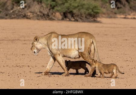 Löwin, die mit zwei Jungen im Kgalagadi läuft Stockfoto