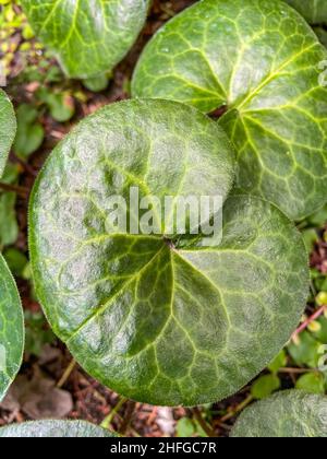 Europäischer Wildginger (Asarum europaeum) ist eine blühende Pflanze aus der Familie der Geburtswürzegewächse Aristolochiaceae, die in großen Teilen des gemäßigten E beheimatet ist Stockfoto