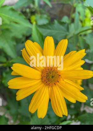 Die falsche Sonnenblume (Heliopsis helianthoides) ist eine blühende Pflanze aus der Familie der Asteraceae. Sie ist im östlichen und mittleren Nordamerika beheimatet. Stockfoto