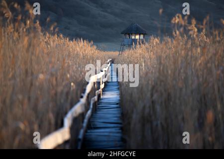 Alte Holzpromenade mit Geländer an der Seite und Wachturm im sic Schilf Reservat, Cluj, Rumänien Stockfoto