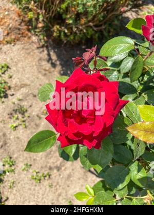 China Rose (Rosa chinensis) ist ein Mitglied der Gattung Rosa, die in den Provinzen Guizhou, Hubei und Sichuan im Südwesten Chinas beheimatet ist. Stockfoto