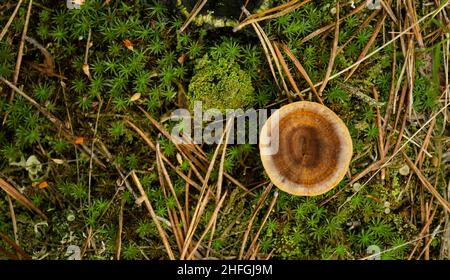 Draufsicht heilender Chaga-Pilz auf altem Birkenstamm aus nächster Nähe. Roter Parasitenpilz wächst am Baum. Bokeh-Hintergrund. Stockfoto