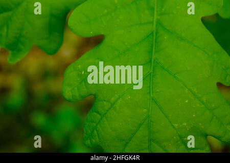 Der Wassertropfen nach einem Frühlingsregen. Nahaufnahme von Wassertropfen auf einem grünen Blatt. Stockfoto