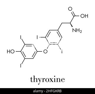 Thyroxin (T4, Levothyroxin) Schilddrüsenhormon Molekül. Prohormon von thyronine (T3). Als Medikament für die Behandlung von Hypothyreose verwendet. Skelettmuskulatur Formel. Stock Vektor