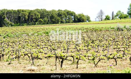 Weinberge in der Region Anoia, Barcelona, Katalonien, Spanien, Europa Stockfoto