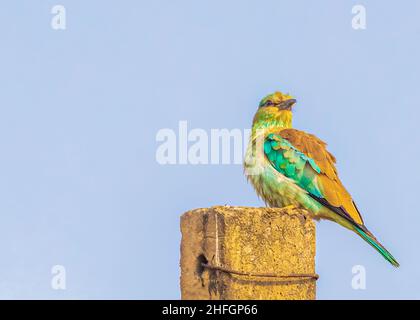 Indian Roller auf einer Umfrage Barching Stockfoto