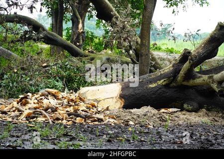 Ein Baum, dessen Spitze und Äste befragt wurden. Stockfoto