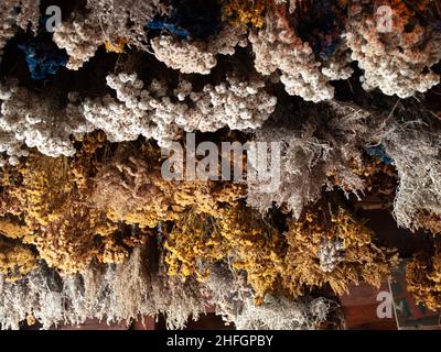 An der Decke hängen getrocknete Heilkräuter Stockfoto