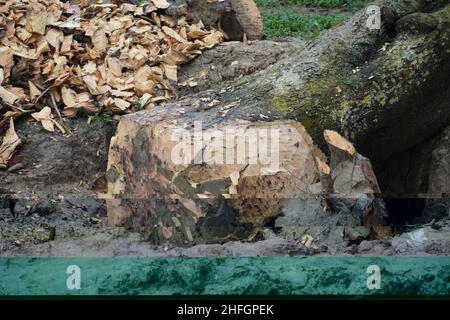 Ein Baum, dessen Spitze und Äste befragt wurden. Stockfoto