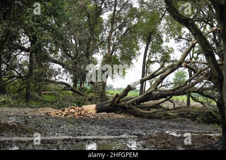 Ein Baum, dessen Spitze und Äste befragt wurden. Stockfoto