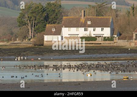 Wildvögel und Watvögel, die sich mit dem Gezeiten in Bosham, Sussex, nahe dem Haus, der dunkelbauchigen Brent-Gans, Branta bernicla bernicla, am Schlamm ernähren Stockfoto