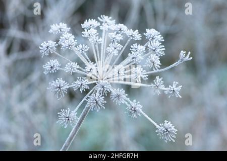 Gewöhnlicher Hogweed, Heracleum sphondylium, Kuh Pastinak, Blütenkopf bedeckt mit Frost im Winter Januar, Sussex, Großbritannien Stockfoto