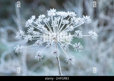 Gewöhnlicher Hogweed, Heracleum sphondylium, Kuh Pastinak, Blütenkopf bedeckt mit Frost im Winter Januar, Sussex, Großbritannien Stockfoto