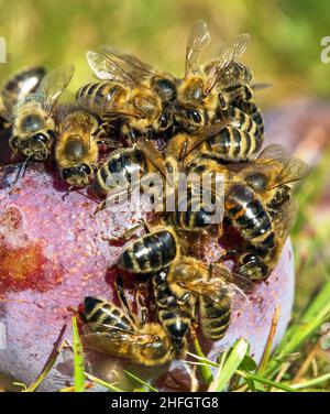 Bienen oder Honigbienen in lateinischer APIs Mellifera auf Pflaumenfrucht Stockfoto