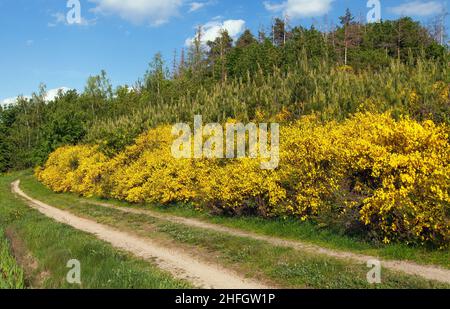 Cytisus scoparius, der gemeine Besen oder schottischer Besen gelb blühend in der Blütezeit und Feldweg, Böhmisches und Mährisches Hochland, Tschechische republik Stockfoto