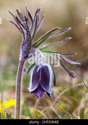 Passqueflower. Schöne Blume von kleinen Pasquenblüten oder Pasquenblüten auf blühender Wiese in lateinischem Pulsatilla pratensis Stockfoto