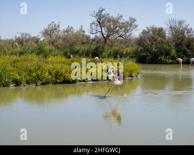 Flamingo landet im Wasser im Vogelpark von Pont de Gau Stockfoto