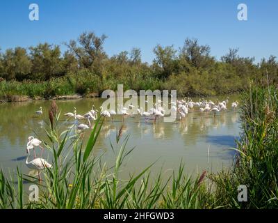 Flamingos im Vogelpark von Pont de Gau Stockfoto