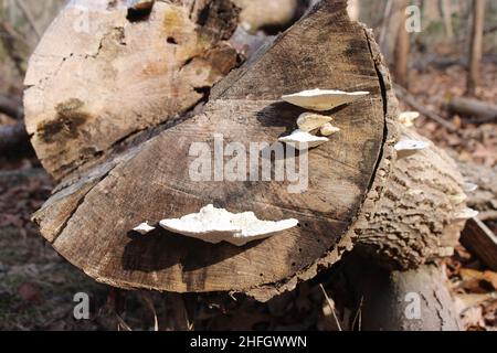 Weiße Bracket-Pilze am Rand eines Cut-Log Stockfoto