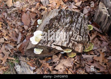 Grüne Algen auf weißen Pilzen aus Polypore, die auf einem alten Holzschnitt wachsen Stockfoto