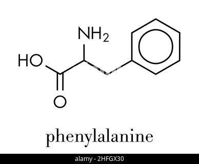 Phenylalanin (l-Phenylalanin, Phe, F) Aminosäuremolekül. Skelettformel. Stock Vektor