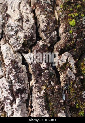Eine Nahaufnahme des Rindes eines toten Tulpenpappel-Baumes Stockfoto