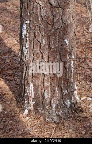 Weißer Saft, der aus einem Bug in einer Pitch Pine fließt Stockfoto