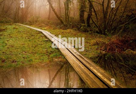 Ein Gehweg aus Holzplanken, der im Wald von Nant Llech im Swansea Valley, South Wales, Großbritannien, angelegt wurde Stockfoto