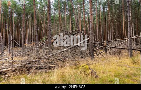 Bory Tucholskie Nadelwald Waldlandschaft mit trockenem Unterholz und Baumwind bricht in der Nähe von Chojnice in Pommern in Polen Stockfoto