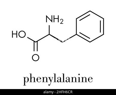 Phenylalanin (l-Phenylalanin, Phe, F) Aminosäuremolekül. Skelettformel. Stock Vektor