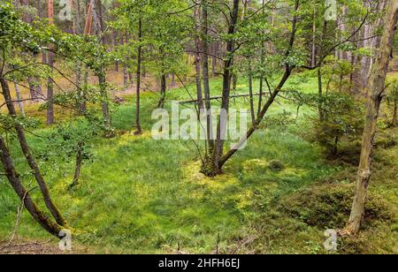 Bory Tucholskie Nadelwald Waldlandschaft mit sumpfigem Unterholz in der Nähe von Chojnice in Pommern in Polen Stockfoto