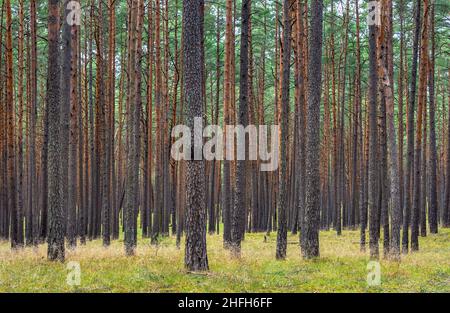 Bory Tucholskie Nadelwald Waldlandschaft mit trockenem Unterholz in der Nähe von Chojnice in Pommern in Polen Stockfoto