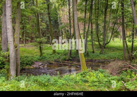 Bory Tucholskie Nadelwald Waldlandschaft mit sumpfigem Unterholz in der Nähe von Chojnice in Pommern in Polen Stockfoto