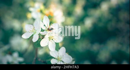 Frühlingshintergrund mit einem blühenden Ast eines Apfelbaums, der von einer Biene bestäubt wird, auf einem unscharfen natürlichen Hintergrund. Panorama, selektiver Fokus. Stockfoto