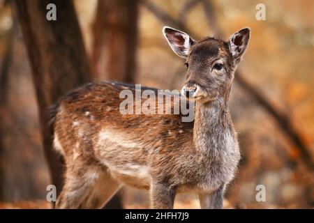 Junger Rehwild im Herbstwald Stockfoto